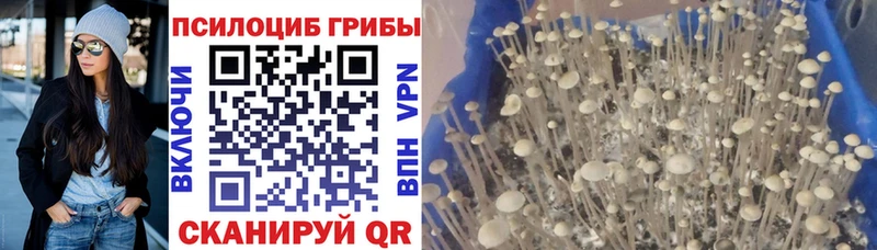 купить наркоту  Троицк  Галлюциногенные грибы Psilocybine cubensis 